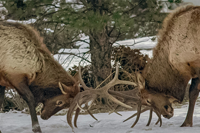 Two elk butting heads