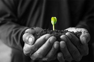 A person holding a seedling in their hand.